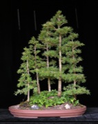 Larch forest